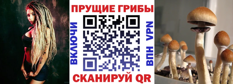 Псилоцибиновые грибы GOLDEN TEACHER  кракен ONION  Михайловка 
